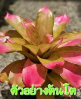 สับปะรดสี Neoregelia Victoria Pink จำนวน 1 ต้น จัดส่งแบบถอดกระถาง  ต้นไม้สวยงาม ฟอกอากาศ ต้นไม้มงคล