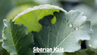 ต้นกล้าเคลไซบีเรียน -Siberian Kale ใบมีขนาดใหญ่ปลูกง่าย โตไวมาก รสออกหวานๆ  ต้นเตี้ย ใบเรียบ ขอบใบหยัก กล้าละ 12บาท