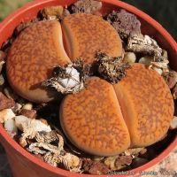 30 เมล็ด Living stones ไลทอป กระบองเพชร ไม้อวบน้ำ กุหลาบหิน แคคตัส สายพันธุ์ Lithops aucampiae