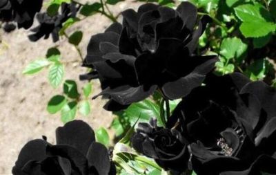 30 เมล็ด เมล็ดพันธุ์ กุหลาบดำ Black Rose Seed ดอกใหญ่ นำเข้าจากต่างประเทศ พร้อมคู่มือ เมล็ดสดใหม่