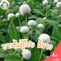 เมล็ดพันธุ์ ดอกบานไม่รู้โรย สีขาว White Amaranth Flower Seed 40เมล็ด  เมล็ดพันธุ์แท้ นำเข้าจากต่างประเทศ ปลูกง่าย