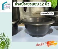 อ่างบัว 12 นิ้ว กระถางชวนชม สีดำ