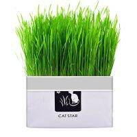 Pet cat grass pot hydroponics set cat grass snack hair ball cleaning stomach grass hydroponics grass cat snack cleaning toys Toys