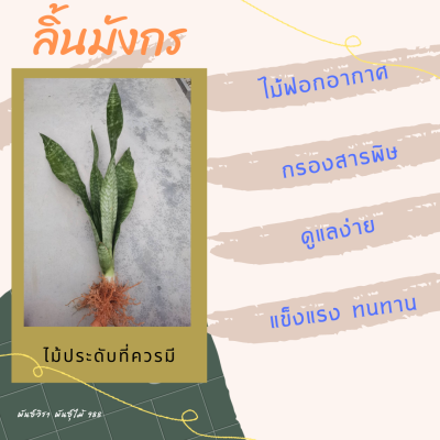 ลิ้นมังกร ไหมไทย ไม้ฟอกอากาศ ไม้มงคล ดอกหอม