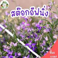 เมล็ดพันธุ์ สต๊อกอีฟนิ่ง 150 เมล็ด(มีกลิ่นหอม)  Evening Scented Stock นำเข้าจากต่างประเทศ ปลูกง่าย ไม่กลายพันธุ์