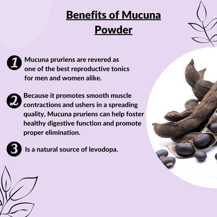 100-pure-mucuna-pruriens-หมามุ่ยผง-สุก-100-grams-extract-with-l-dopa-powder-natural-dopamine-brain-and-mood-support-brain