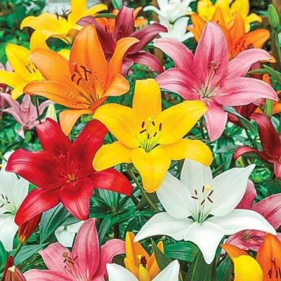 20 เมล็ดพันธุ์ ต้นดอกลิลลี ดอกลิลลี่ Lily Seeds. Lilies (Lilium spp.) เป็นดอกไม้ ที่แทนสัญลักษณ์แห่งความรัก อัตราการงอกสูง 80-85%