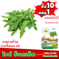 (ซื้อ10แถม1 ฟรีคู่มือ) เมล็ดพันธุ์ ไวด์ ร็อกเก็ต WILD ROCKET (0.3 กรัม 600 เมล็ด) ทำมะชาดฟาร์ม  ผักสลัด เมล็ดพันธุ์สลัด เมล็ดสลัด เม็ดผักสลัด