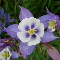 20 เมล็ดพันธุ์ เมล็ด ดอกโคลัมไบน์ (Columbine) เป็นดอกไม้ประจำรัฐ Colorado Columbine flower Seed อัตราการงอกสูง 80-85%