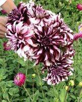 20 เมล็ดพันธุ์ รักเร่ Dahlia Seeds สายพันธุ์ TARTAN สีม่วง รักเร่ รักแรกพบ ดอกไม้แห่งมิตรภาพ ความรักเริ่มต้น เพาะเลี้ยงง่าย ตั้งโต๊ะทำงาน