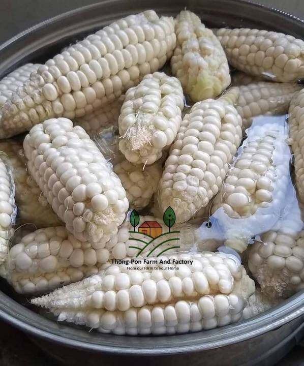 ข้าวโพดแปดแถว-เมล็ดพันธุ์ข้าวโพด-ชอบแดดจัด-8-rows-corn-seed-บรรรจุ-10-เมล็ด-10-บาท