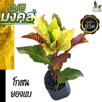 ต้นโกศล ต้นโกสน ไม้มงคล ในถุงชำต้นแข็งแรง พร้อมส่ง  ต้นไม้มงคล โกศล (Croton) ใบเขียวเรียกทรัพย์ (ใบไม้ใหญ่) โกสนยองแบ สายพันธุ์ยองแบ