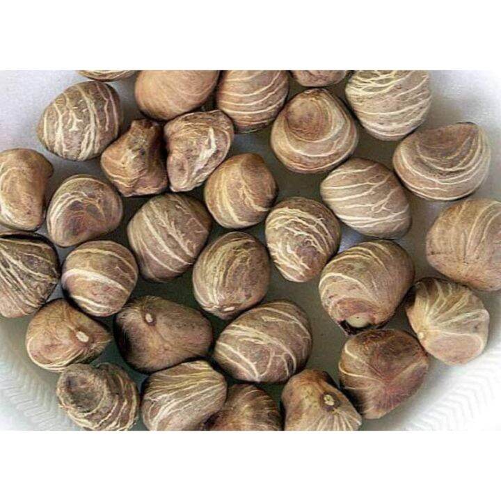 Money Tree seeds / fruit (approximately ) | Lazada PH