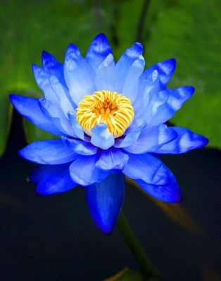 5 เมล็ด เมล็ดบัว ดอกสีน้ำเงิน ดอกเล็ก พันธุ์แคระ จิ๋ว ของแท้ 100% เมล็ดพันธุ์บัวดอกบัว ปลูกบัว เม็ดบัว สวนบัว บัวอ่าง Lotus seeds.