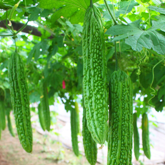 เมล็ดพันธุ์แท้100-อัตราการงอกสูง-50-แคปซูลต่อแพ็ค-bitter-gourd-seeds-vegetable-seeds-เมล็ดพันธุ์-plants-เมล็ด-พันธุ์ไม้หายาก-เมล็ดพันธุ์ผัก-ของแต่งสวน-แต่งสวน-อัตราการงอกสูง-ในสต็อกในประเทศไทย-มีคุณค่