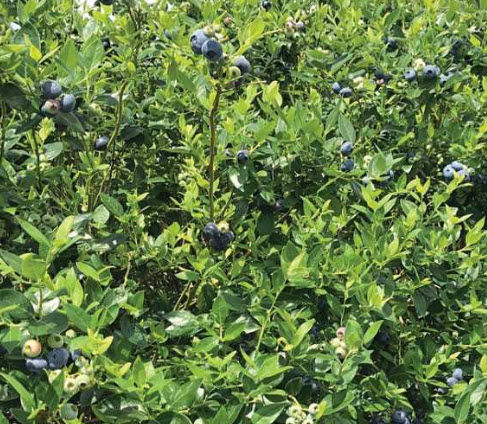 ต้น-บลูเบอรี่-ทินหัว-tin-hau-blueberry-อายุ-3-4-ปี-บลูเบอรี่เทียนหัว-ต้นไม้นำเข้า