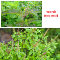 เมล็ดพันธุ์ กะเพราป่า (Holy Basil) 2,960 เมล็ด ปลูกง่าย ปลูกได้ทั่วไทย