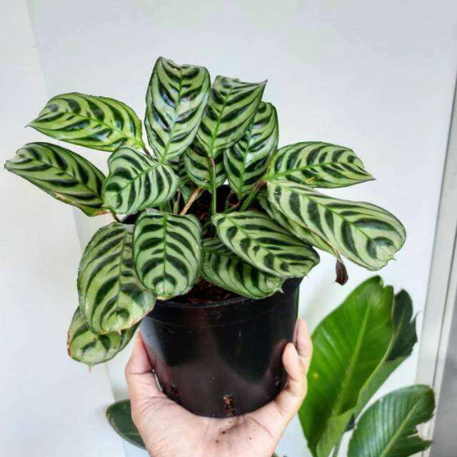 Calathea Burle Marx Tanaman Hias Indoor Calathea Lazada Indonesia