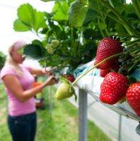 เมล็ดพันธุ์ Strawberry สายพันธุ์ Guardian 50 เมล็ด เมล็ดพันธุ์นำเข้าจากยุโรป.