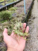 Tillandsia Ionantha Vanhyningii