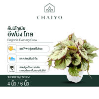 บิโกเนีย อีฟนิ่ง โกล (Begonia Evening Glow) กระถาง 4 นิ้ว และ 6 นิ้ว