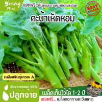 เมล็ดพันธุ์คะน้าเห็ดหอม 300เมล็ด อัตราการงอก95% ปลูกง่าย โตไว (แถมฟรี เมล็ดดอกทานะตะวันจิ๋ว 50เม็ด)