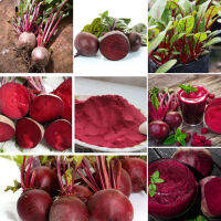 Ready Stock อย่างดี Beetroot Seeds 150ชิ้น/แพ็ค เต็มไปด้วยคุณค่าทางโภชนาการ เมล็ดพันธุ์ผัก ผักสวนครัว - Vegetable Seeds for Gardening - อัตราการงอกสูง，ปลูกง่าย ปลูกได้ทั่วไทย