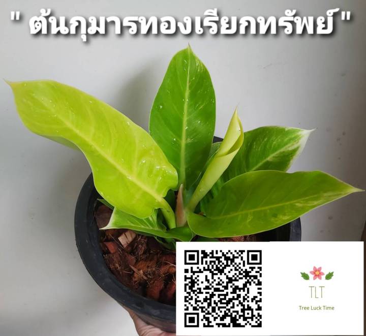 ต้นกุมารทองเรียกทรัพย์-philodendron-moonlight-ไม้ประดับและไม้มงคลรียกเงินเรียกทอง-เรียกโชคลาภเข้าบ้าน-บรรจุขนาด8