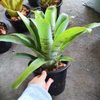 Bromeliadไท​เกอร์​ สับปะรด​สี​ ไซส์​ใหญ่​ กระถาง 5-8 นิ้ว