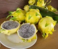 10 เมล็ด เมล็ดแก้วมังกร (Pitaya) Dragon fruit พันธุ์ เหลืองอิสราเอล ของแท้ 100% อัตรางอกสูง 70-80 % มีคู่มือปลูก ปลูกในกระถางได้