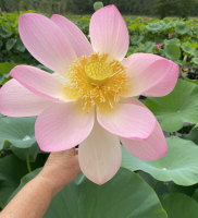 5 เมล็ด บัวนอก บัวนำเข้า บัวสายพันธุ์ An American Beauty LOTUS สีชมพู สวยงาม ปลูกในสภาพอากาศประเทศไทยได้ ขยายพันธุ์ง่าย เมล็ดสด