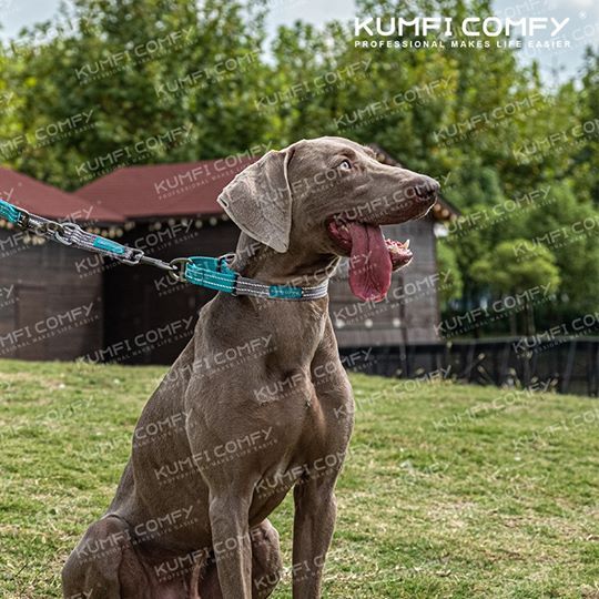 ปลอกคอสุนัข-lightweight-collar-kumfi-comfy-จากตัวแทนจำหน่ายอย่างเป็นทางการ-เจ้าเดียวในประเทศไทย