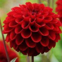 1 หัว/ออเดอร์ รักเร่ Dahlia Bulb สายพันธุ์ Red Ball หัวรักเร่ ดอกไม้ หัวหน่อ เหง้า นำเข้า เนเธอร์แลน หัวสดใหม่