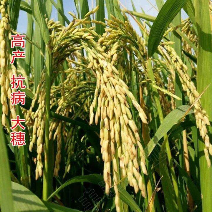 50pcs seeds-High-Yield Dry Rice Seeds Black Dry Rice Fragrant Rice Seed ...