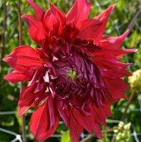 1 ราก/ออเดอร์ รักเร่ Dahlia Bulb สายพันธุ์ Creve Coeur หัวรักเร่ ดอกไม้ หัวหน่อ เหง้า นำเข้า เนเธอร์แลน หัวสดใหม่