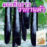 [ใหม่] เมล็ดมะเขือยาววากานด้า 30เมล็ด เมล็ดมะเขือยาวสีดำ [10แถม1] Wakanda Eggplant Seeds