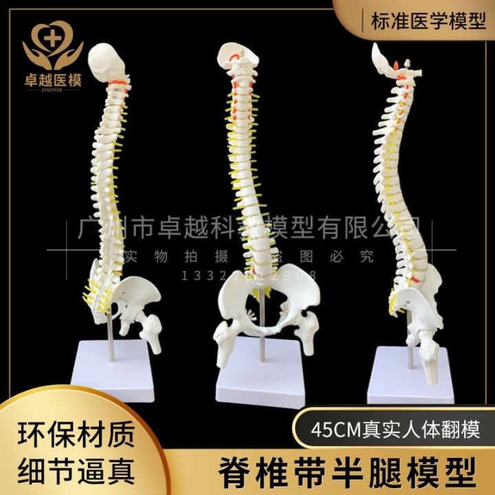 human-spinal-nerve-of-adult-spinal-model-color-bonesetting-medical-teaching-skeleton-skeleton-simulation-detachable-vertebrae