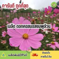 ถูกสุดคุ้ม เมล็ดพันธุ์ดอกคอสมอส สีชมพูล้วน