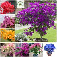 เมล็ดพันธุ์ ต้นเฟื่องฟ้าแคระ Bougainvillea Mixed Flower Seeds ต้นดอกไม้สวยๆ เมล็ดดอกไม้ พันธุ์ดอกไม้ ไม้ประดับ ต้นไม้มงคล ต้นไม้ฟอกอากาศ ดอกไม้จริง ต้นบอนไซ ของแต่งสวน เมล็ดพันธุ์แท้ 100% ปลูกง่าย ปลูกได้ทั่วไทย (แต่ละแพ็คมี 50 เมล็ด - Seeds for planting)