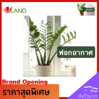 Uland กวักมรกต ต้นไม้มงคล 1ในยุคนี้ที่ต้องมี! กวักโชคลาภ กวักเงินทองไหลมาเทมา ช่วยฟอกอากาศ ประดับตามห้องสวยงาม ดูแลง่าย