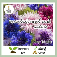 เมล็ดพันธุ์ คอร์นฟลาวเวอร์(ดอกไม้กินได้)  100เมล็ด