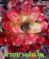 สับปะรดสี Neoregelia Casaba จำนวน 1 ต้น จัดส่งแบบถอดกระถาง ต้นไม้มงคล ต้นไม้ฟอกอากาศ