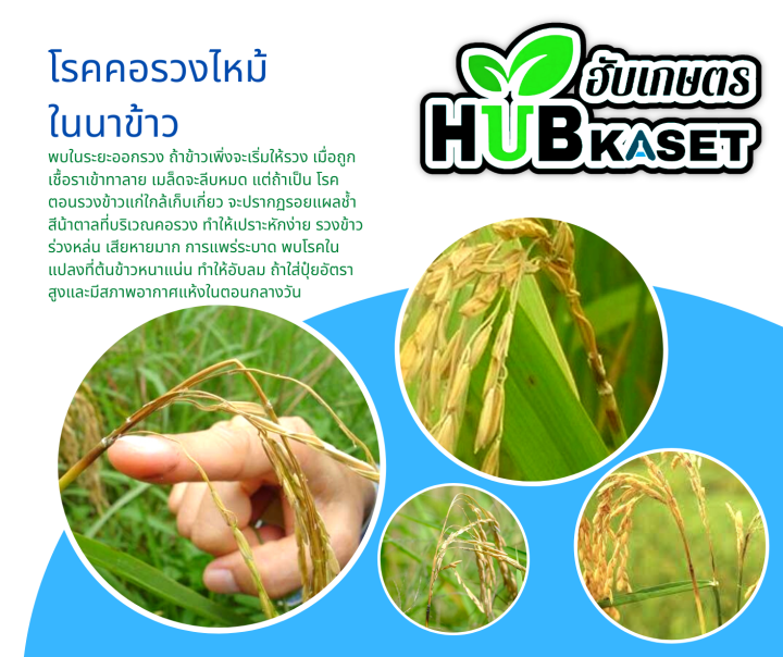 บีม75-100กรัม-ไตรไซคลาโซล-ป้องกันโรคไหม้ในนาข้าว