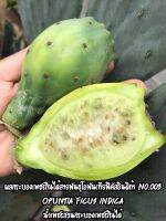 เมล็ดมะรุ่ง, กระบองเพชรกินได้, โนปาล, สายพันธุ์โอพันเทียฟิคัสอินดิกา, Opuntia Ficus Indica, ผลสีขาวเนื้อขาว, ชุดละ 12 เมล็ด