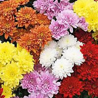 150 เมล็ด เมล็ดเบญจมาศ Chrysanthemum ราคาถูก ดอกมัม ดอกไม้มงคลแห่งเอเซีย เมล็ดพันธุ์นำเข้า ไม้ตัดดอก ดอกไม้ จัดสวน ไม้ดอกไม้ประดับ พืชจัดสวน