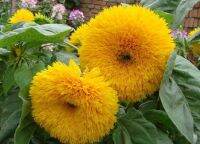 10 เมล็ด ทานตะวันซันโกลด์ - Sungold Sunflower