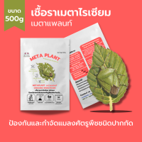 เมธาไรเซียม (500g) กำจัดแมลงศัตรูพืช ออร์แกนิคแท้ เพาะเชื้อในห้องLAB100% ปลอดภัยต่อผู้ใช้และสัตว์เลี้ยง