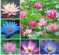 7 เมล็ด เมล็ดบัว คละสี ดอกใหญ่ สายพันธุ์เมล็ดบัว ดอกบัว Lotus seeds