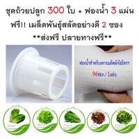 ส่งไว!! ขายถูก!! ชุดถ้วยปลูกผักไฮโดรโปรนิกส์ 300ใบ ฟองน้ำ 3แผ่น ฟรีเมล็ดพันธุ์สลัด 2 ซอง | ถ้วยปลูกผัก หนาเกรดAAA ทนทานใช้ซ้ำได้หลายครั้ง