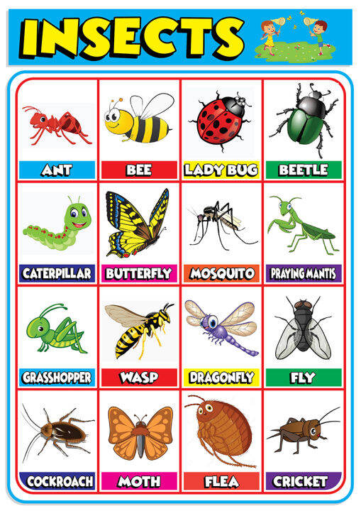 Kinds of Insects Cartoon v1 Educational Chart - A4 Size Poster ...